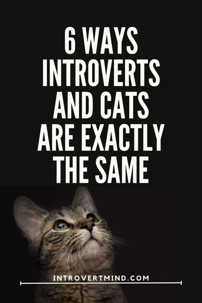 Introverts And Cats Are Exactly The Same 5