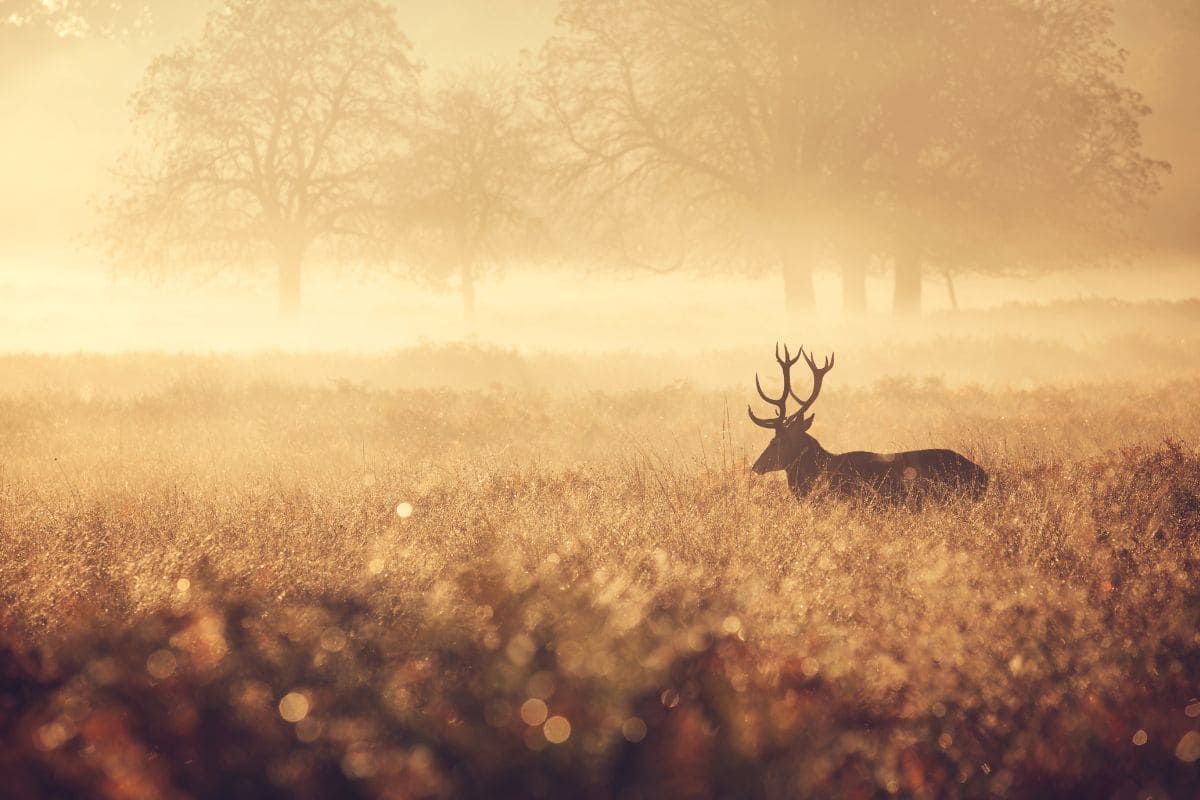 Quiet Quotes: Embrace The Power Of Silence