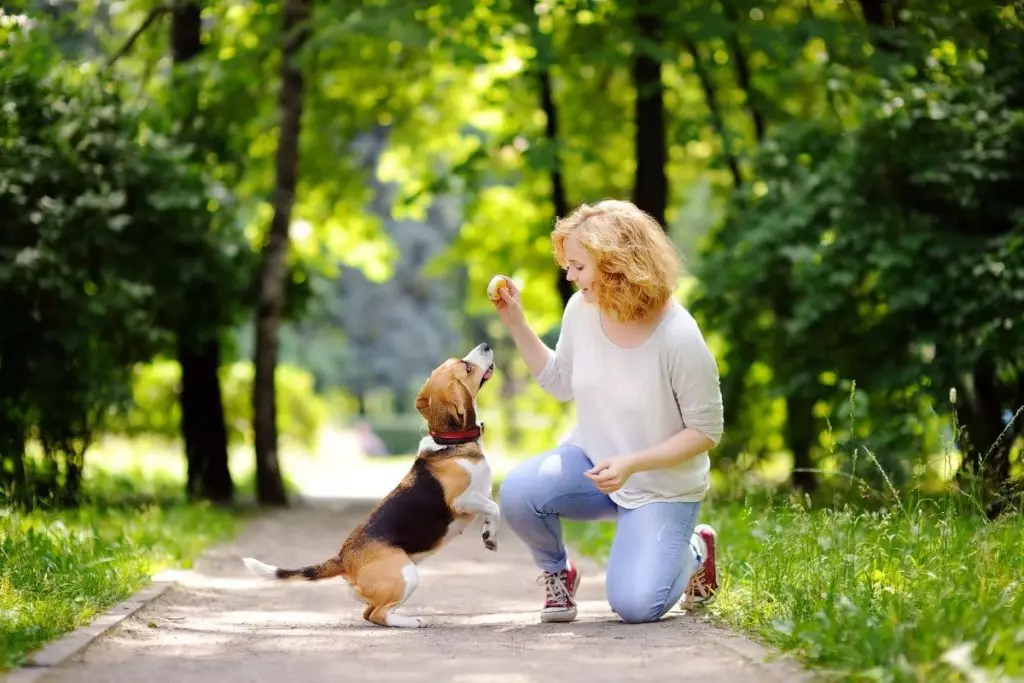Obedient pet with his owner